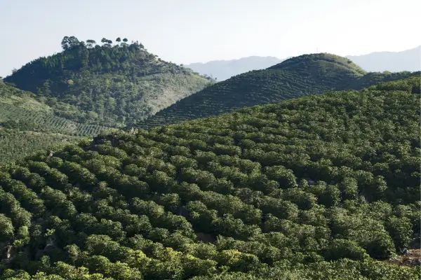 Fortalecendo Ecossistemas Locais: Parcerias entre Produtores de Café e Conservacionistas Andinos