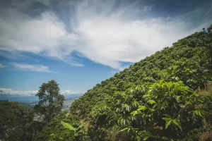 Café e Comunidade: Como as Fazendas de Altitude no Peru e na Colômbia Reforçam a Preservação Ambiental