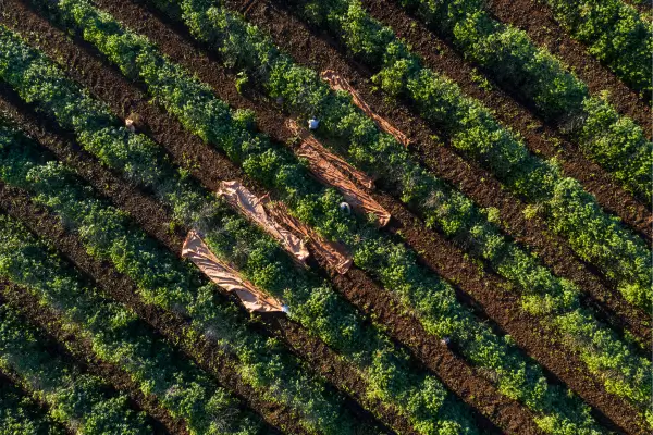 A Evolução das Técnicas de Produção em Regiões Altas