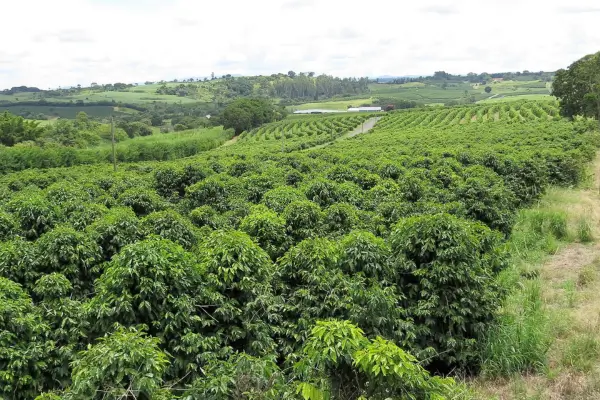 Os Primeiros Cultivadores